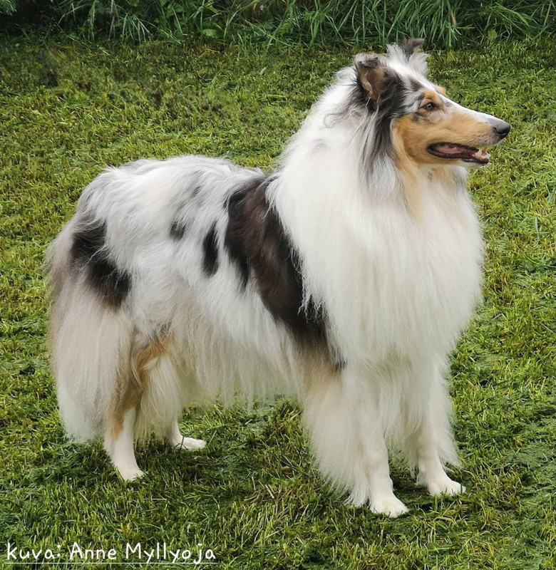 Pitkäkarvainen collie, Veralan Upea Unelma