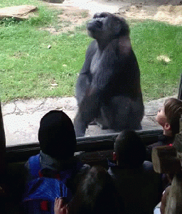 daily-gifdump-3425-19.gif