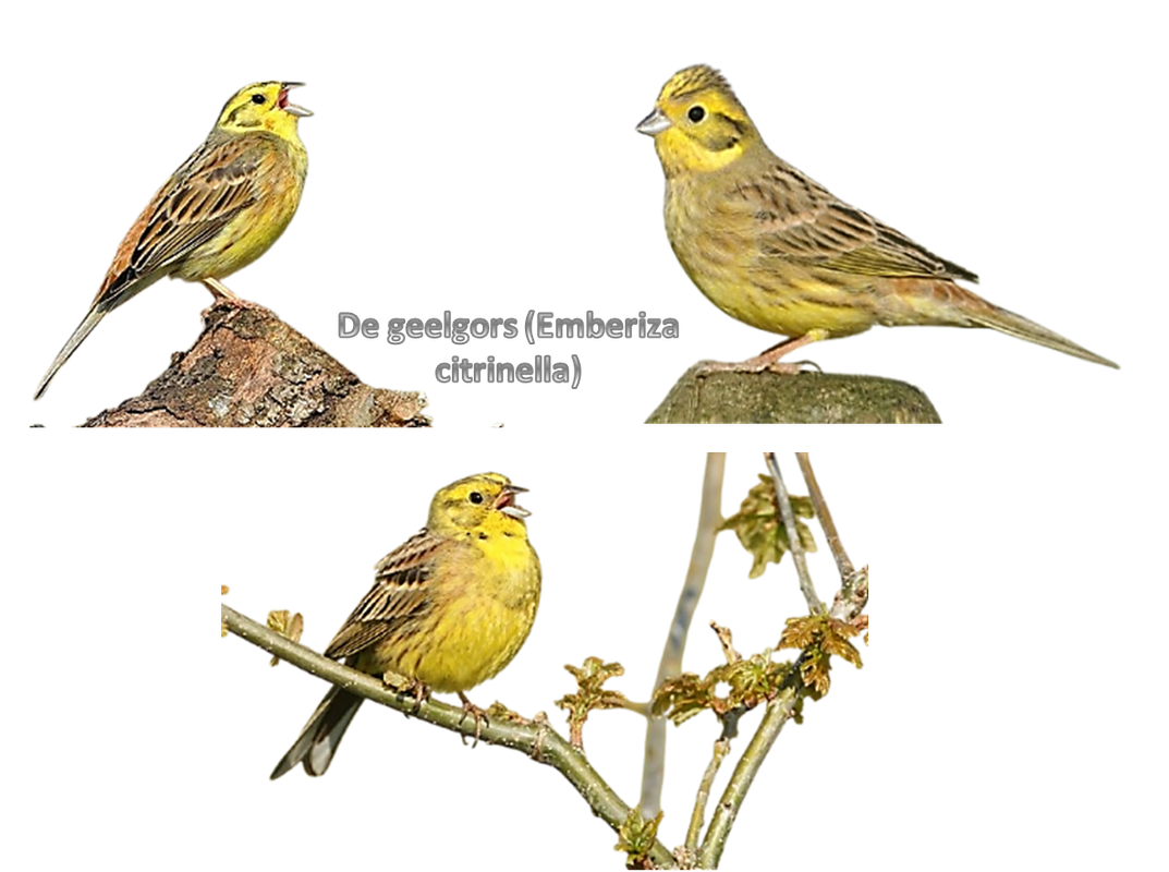 Welkom bij Pps Eddy