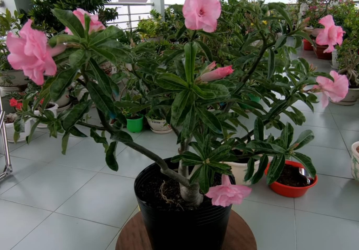 adenium-pink-flowers-attract-red-spider-mites.jpg