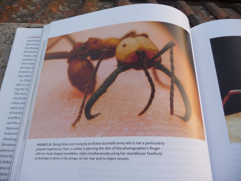 ant-book5.jpg