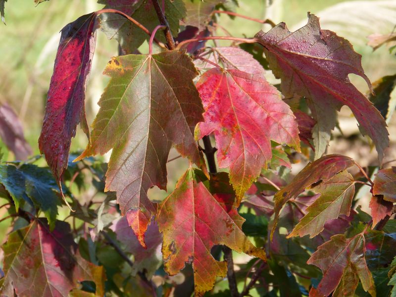 2014-11-02 Herbstärber 2 - Acer Jeffers Red
