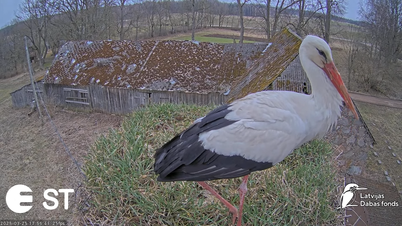 (11) Baltie stārķi (Ciconia ciconia) Tukuma novadā __ White storks in Tukums, Latvia - YouTube - 874