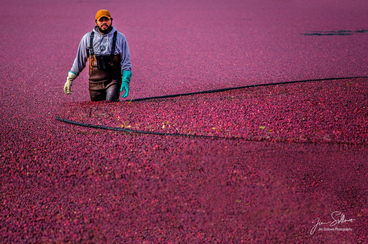 magenta-cranberry-harvest.jpg