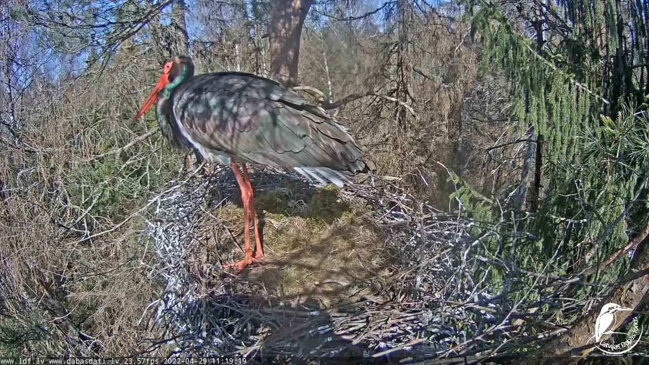 Melnais stārķis (Ciconia nigra) Siguldas novadā - LDF tiešraide 4-21-14 screenshot