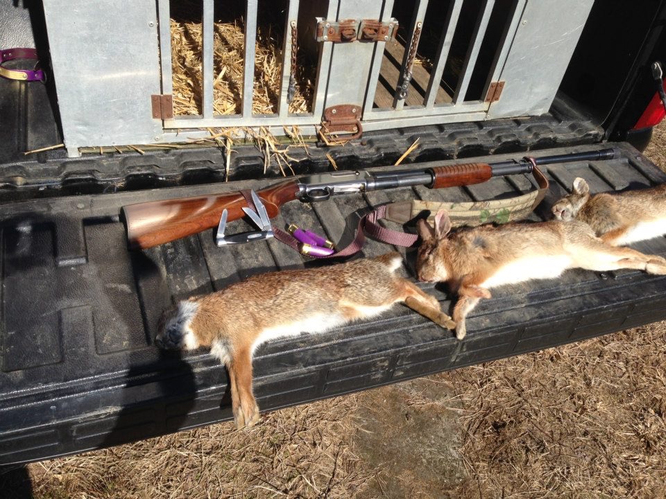 Winchester-M-12-16-Ga-Rabbit-hunt.jpg