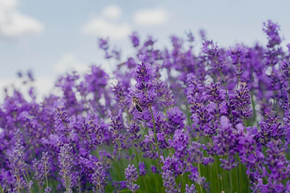 357466244-565698542441297-5934417891520439921-n