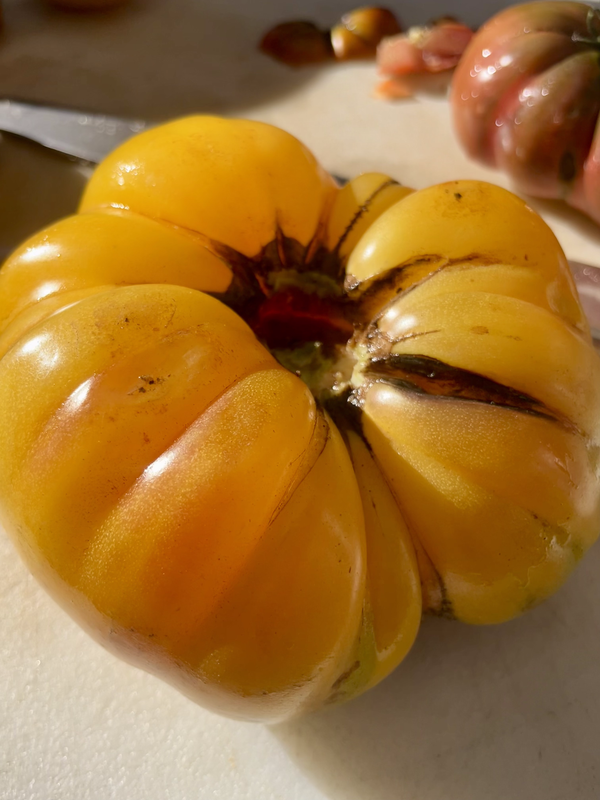 a photo of a large, lumpy, yellow heirloom tomato sitting on a table. it has some dark gashes in it.
