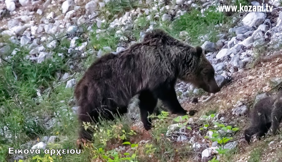 κοζάνη, ειδήσεις, νέα, Πτολεμαΐδα