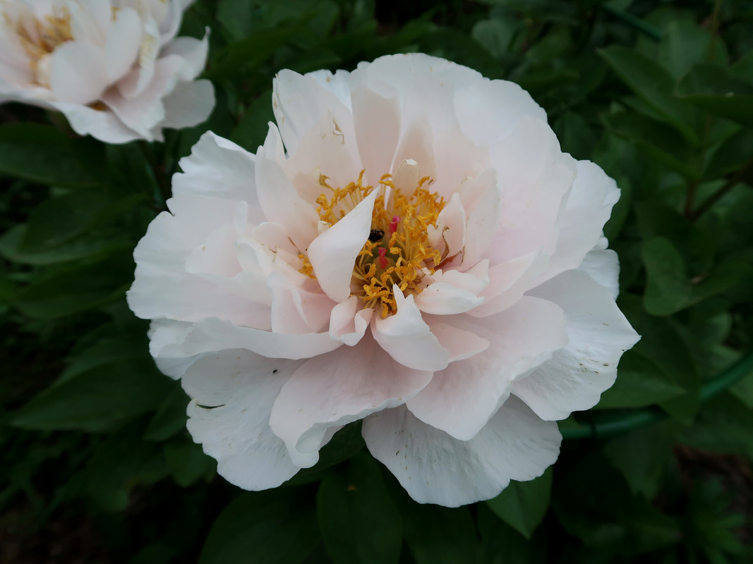 Пион Blushing Princess 2