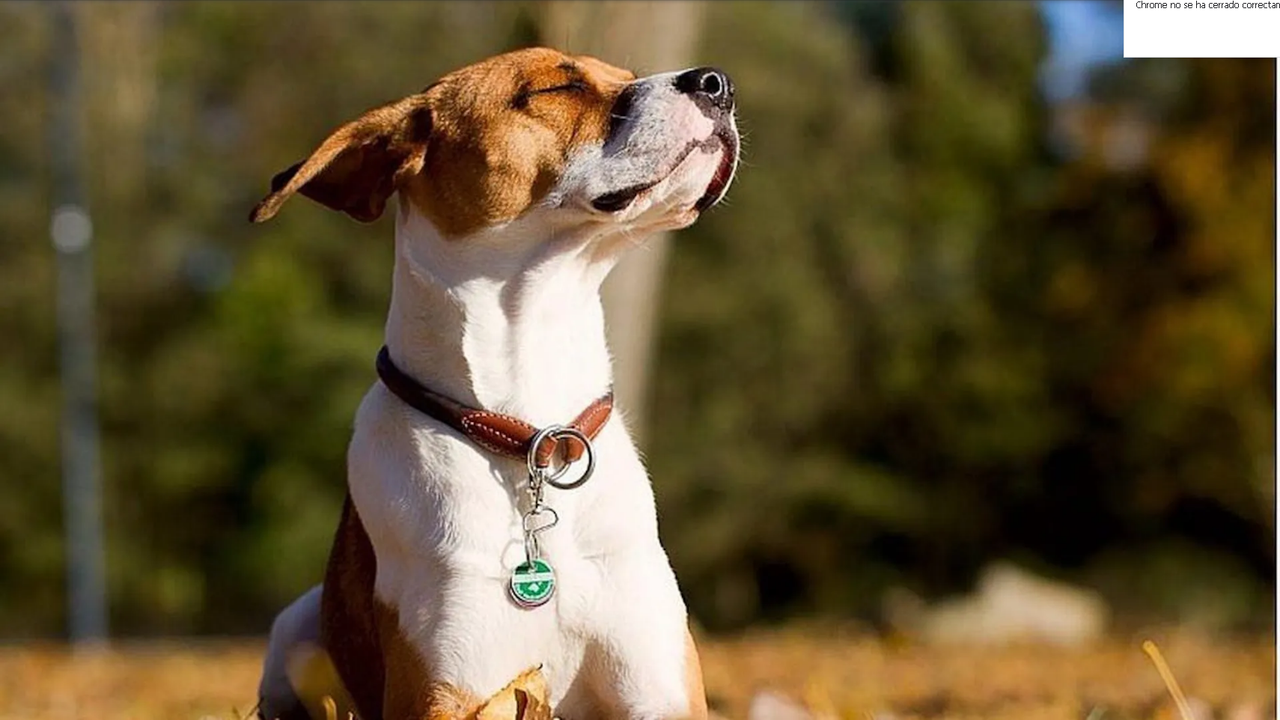 ¿Por qué a mi perro le gusta tumbarse al sol?