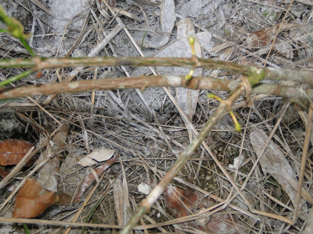 DSC00386