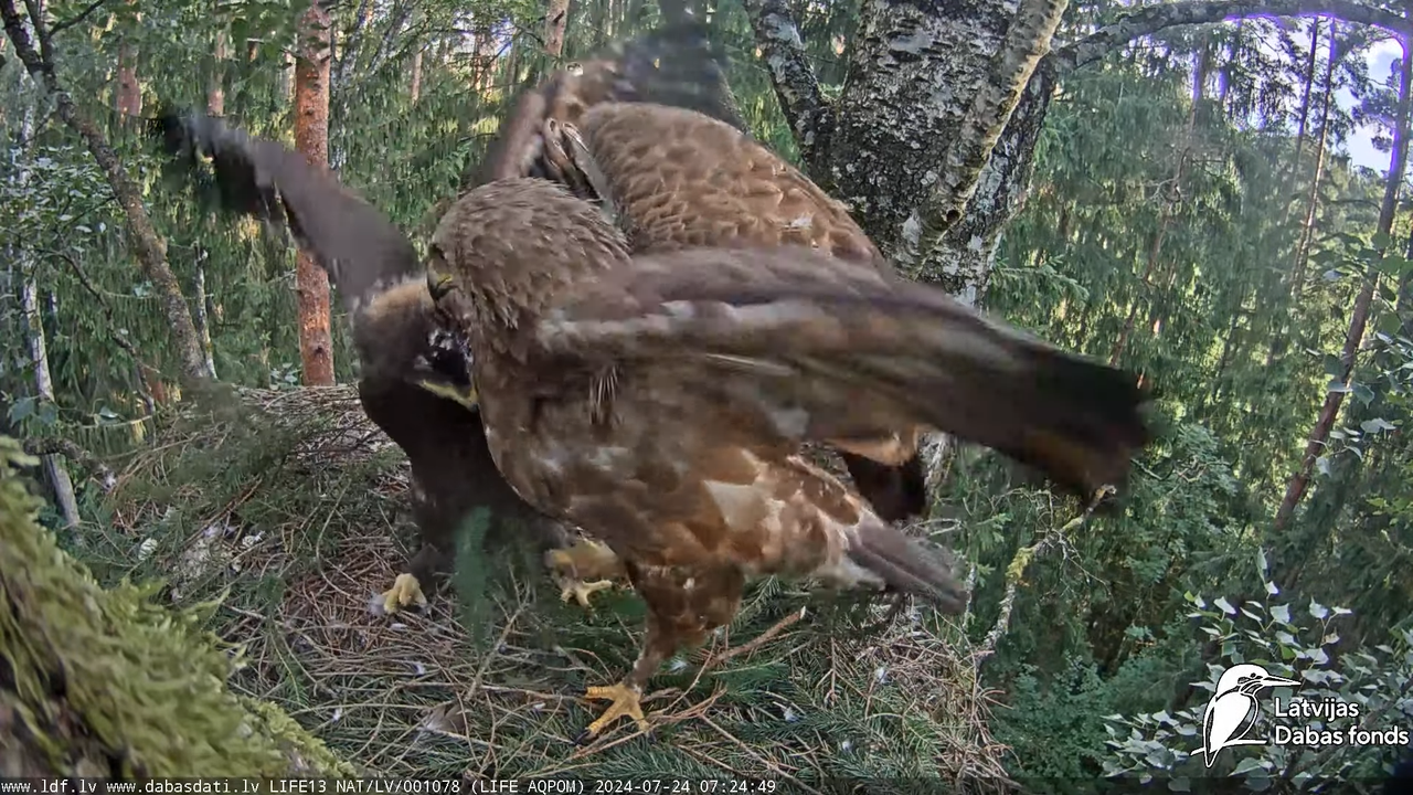 Mazais ērglis (Clanga pomarina), ligzda bērzā - LDF tiešraide 7-56-29 screenshot