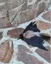 Luogocomune 2025-08-04