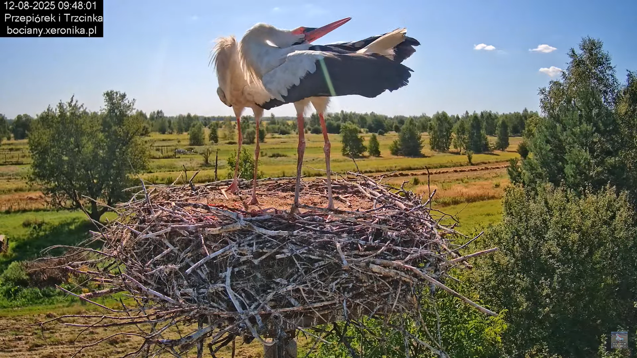 12082025bociany10