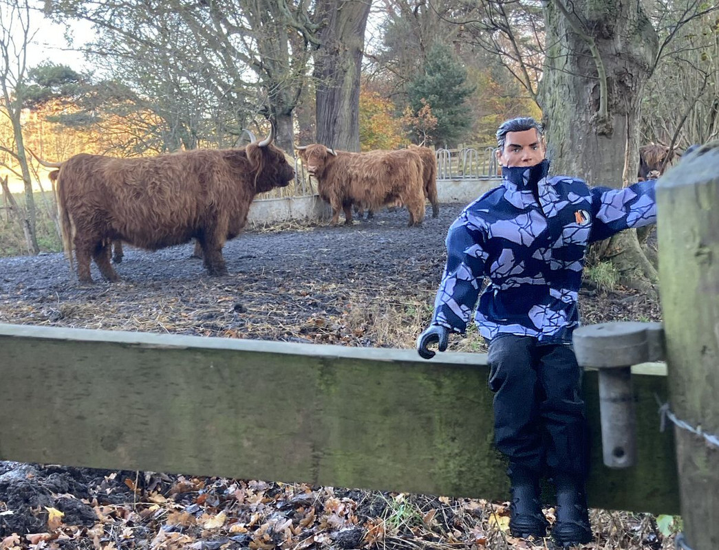 Action Man meets a herd of Highland Cattle. 01-EA3148-798-A-4387-A591-3697841-A86-E8
