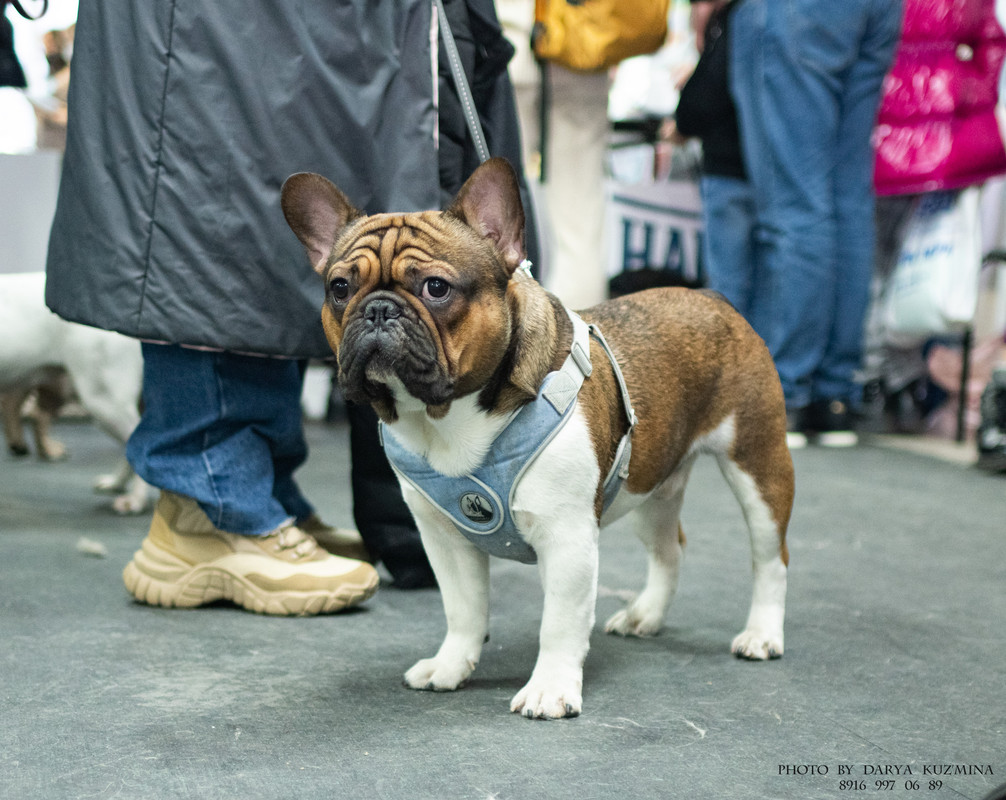 IMGP6914 - копия