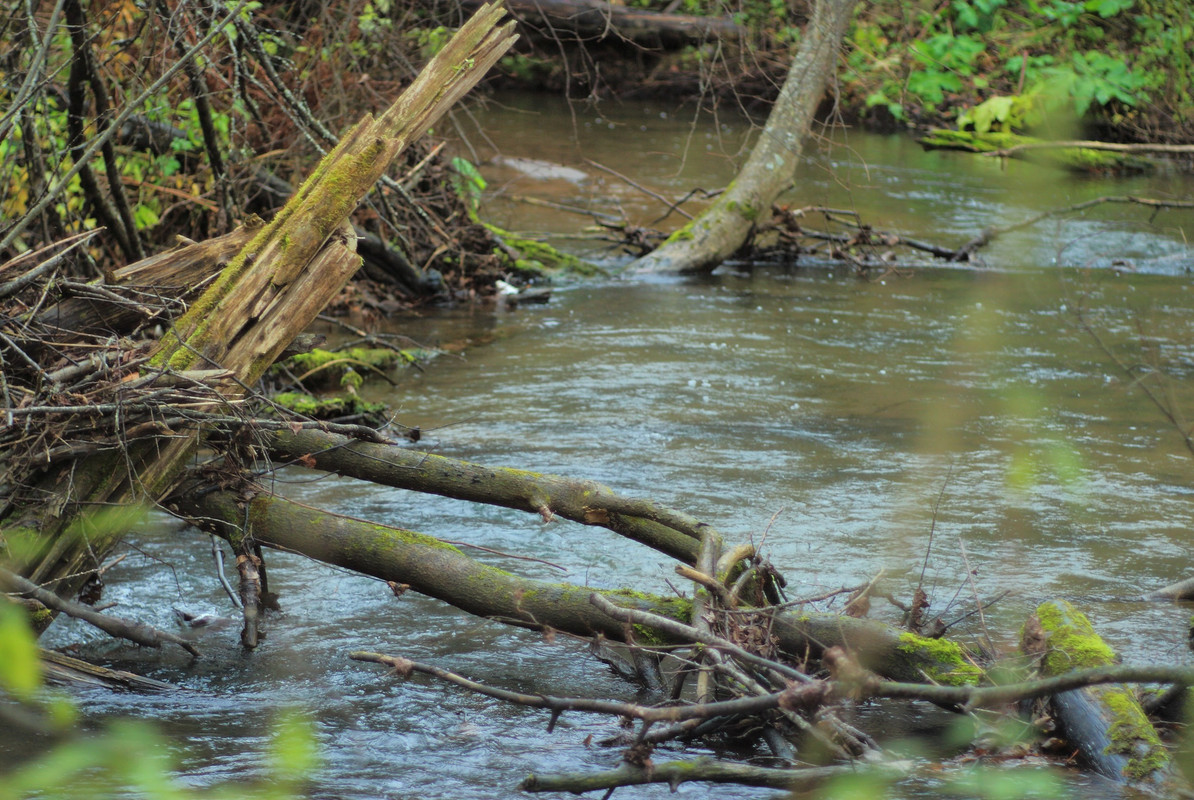 IMG_6665 (2517 x 1687)