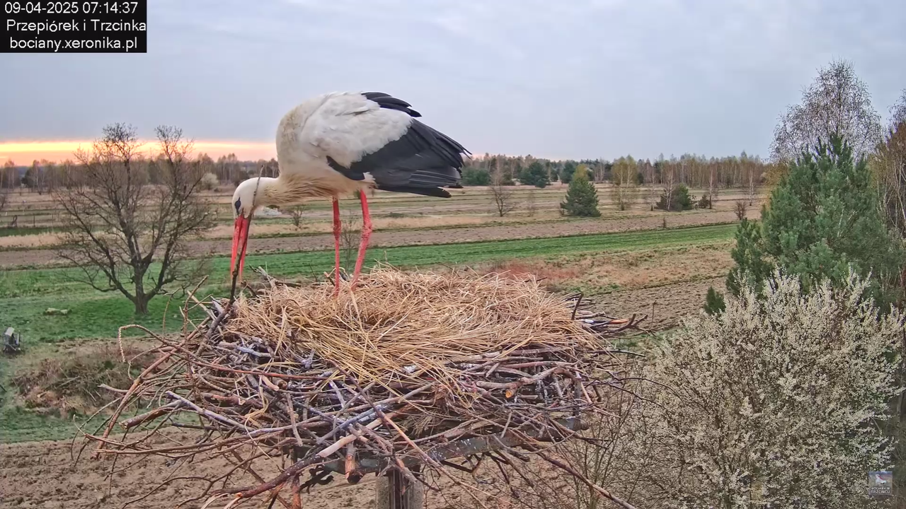 09042025bociany_13