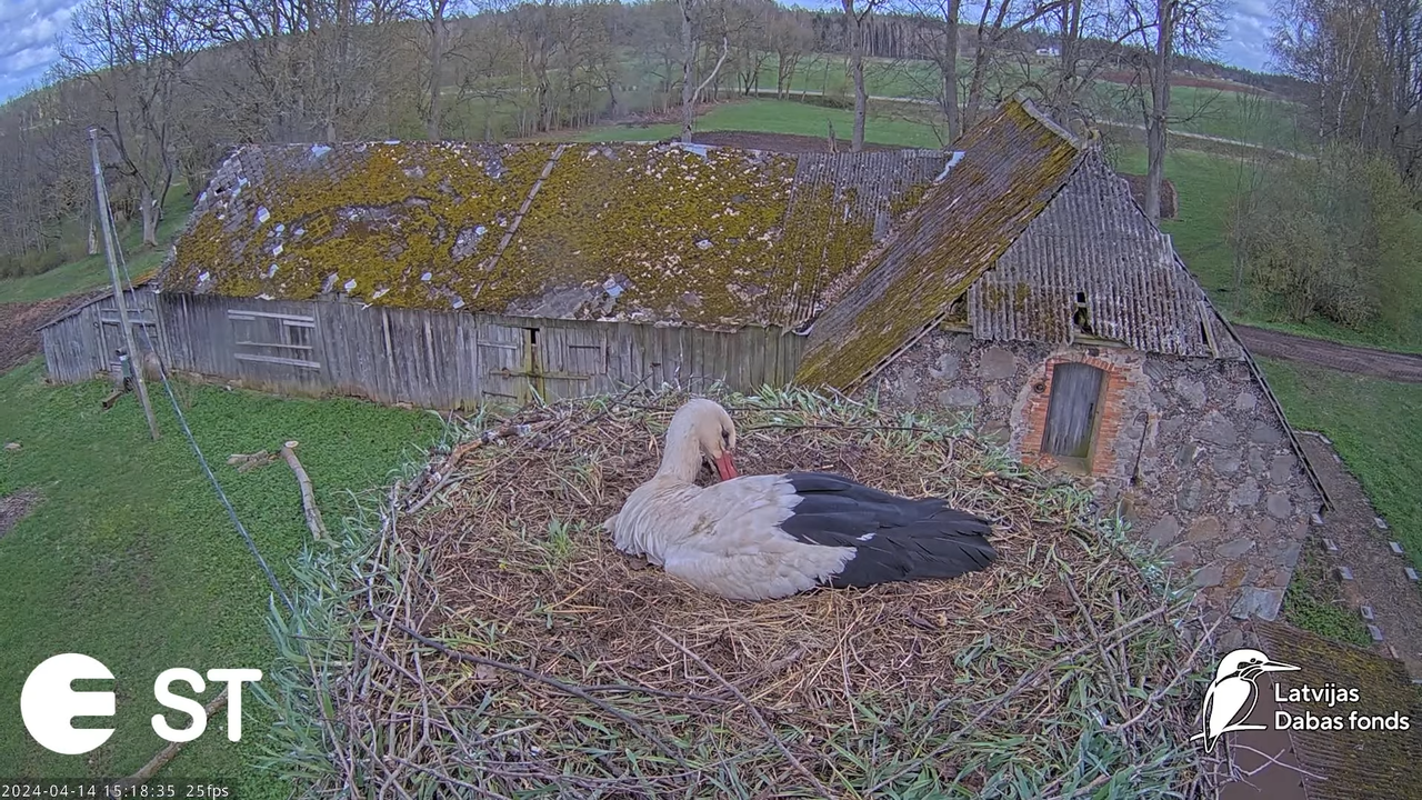 Baltie stārķi (Ciconia ciconia) Tukuma novadā - LDF tiešraide __ White storks in Tukums, Latvia 13-4