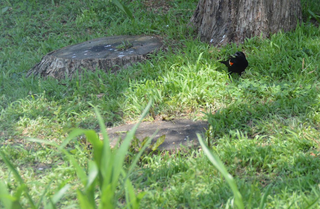 2021-7-4 Redwing Blackbird (2)