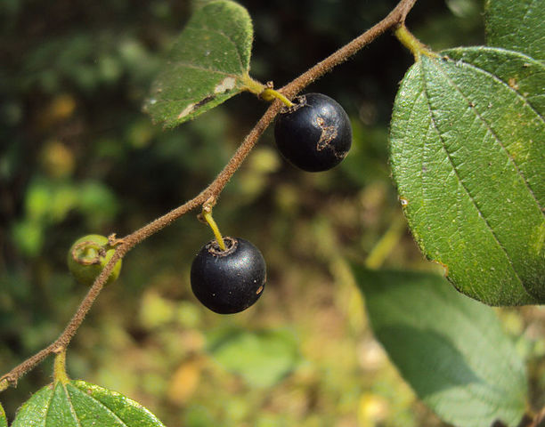 766px-Ziziphus_oenoplia_06