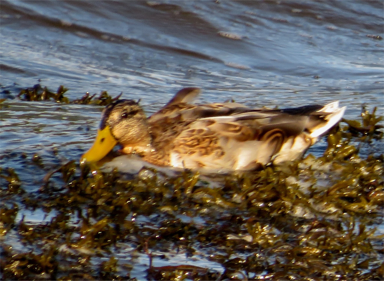 Shoveler