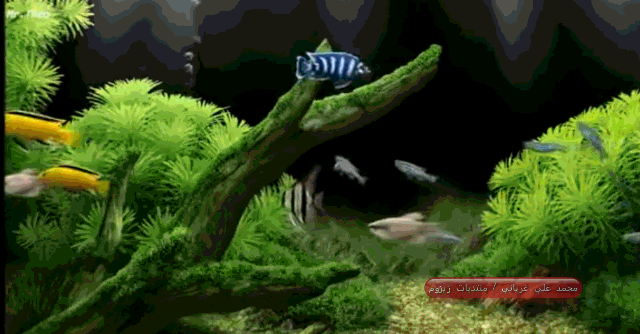 dream.gif