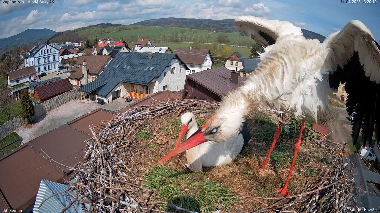 Tiešraides kamera — Mladé Buky — stārķa ligzda 4K 16-30-44 screenshot (1)