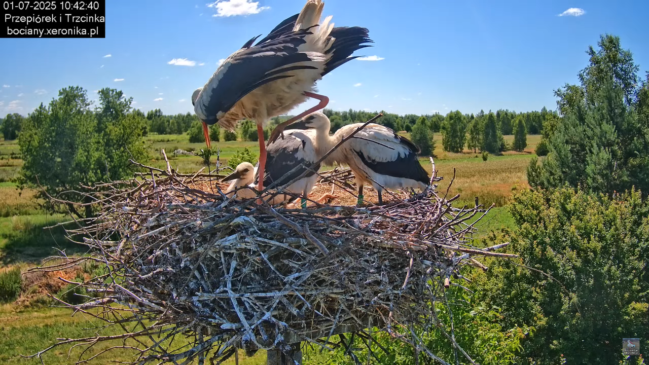 01072025bociany27
