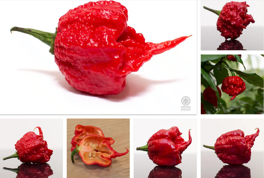Hottest Peppers In The World Hottest Peppers In The World