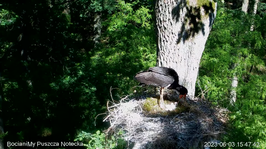 Zrzut ekranu (16893)