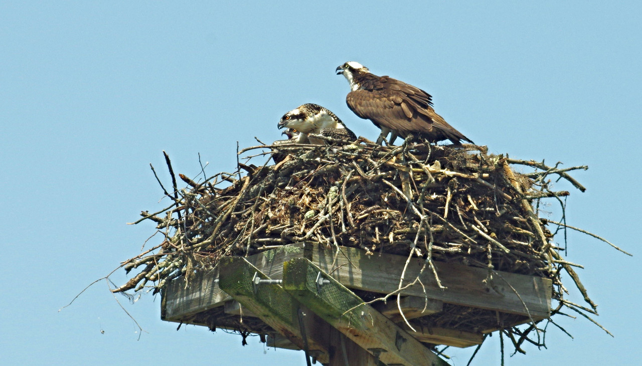 TAIR-3S 300mm cropped