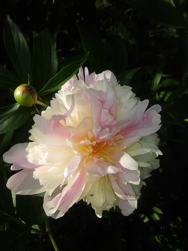 FB-IMG-1747205727183