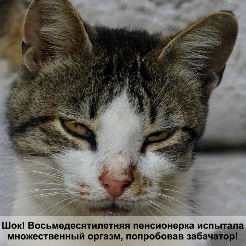 давление у кошек