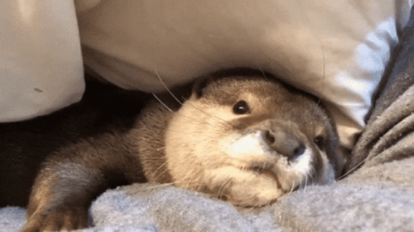 sleepy-otter-qaxq3upvx9rpwwvo.gif