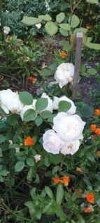 IMG_20230526_070102