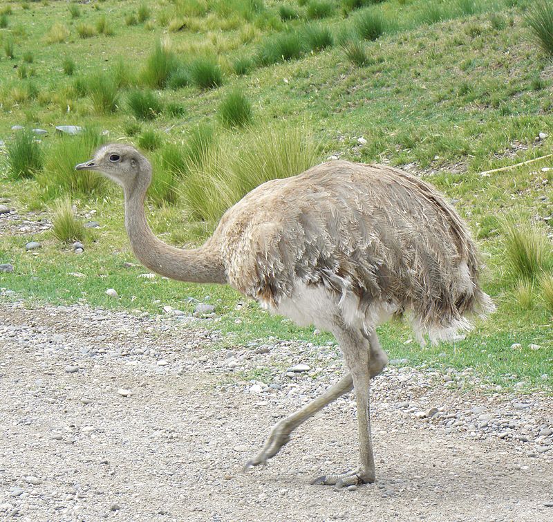 Perú. Serie fauna amenazada peruana (2017-19) And