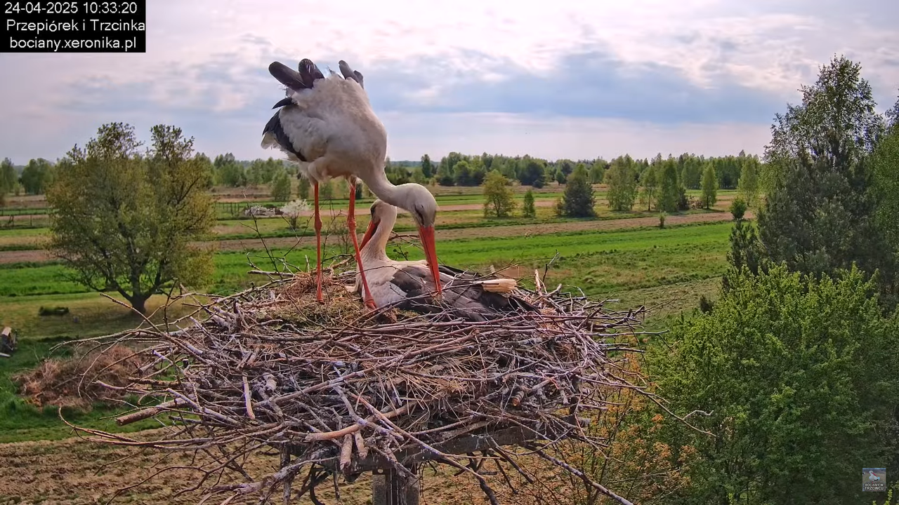 24042025bociany10