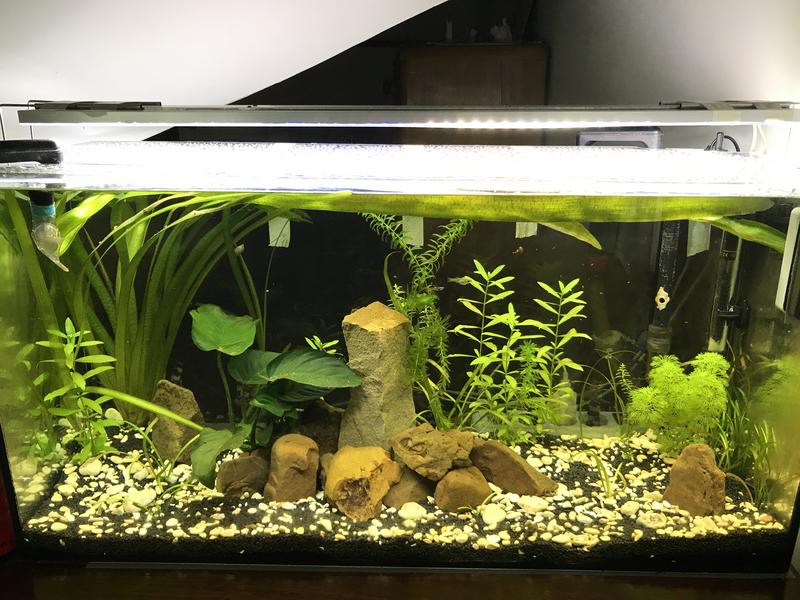 6C59447C-E481-4F5A-ABD4-169588CF611F