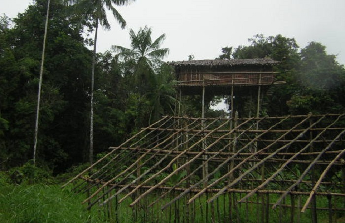 Rumah pohon suku Korowai