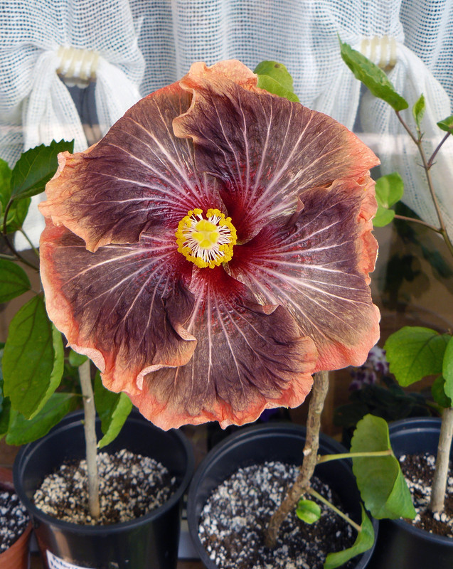 HVH Thunderhead   x   RK Black Pearl 21 , 26.5.2023