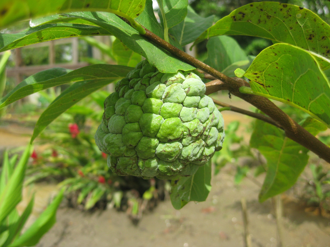 Annona cherimoya (Custardappel)