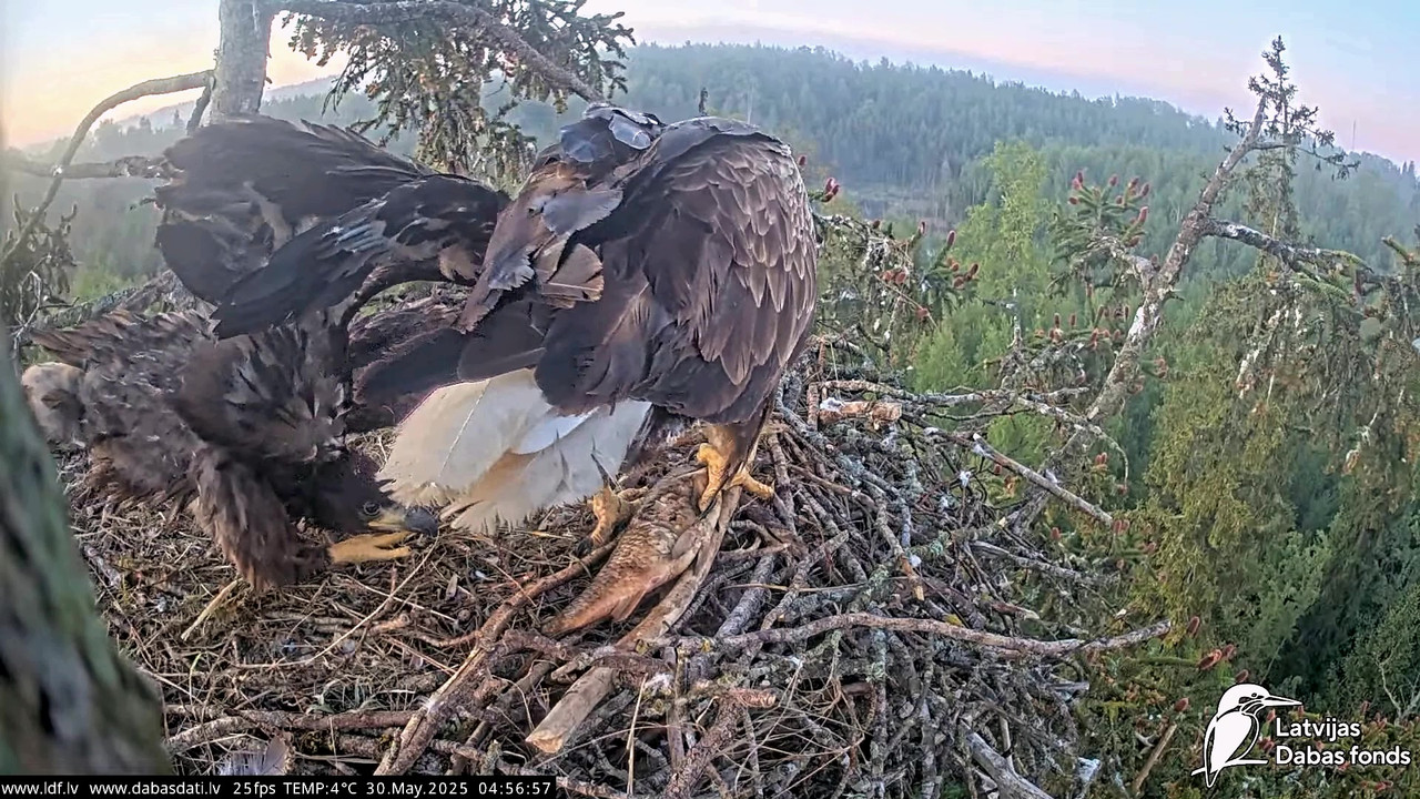 vlcsnap-2025-05-30-04h50m13s536