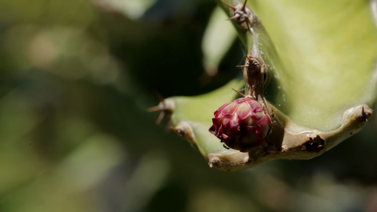 dragon-fruit-flower-bud.jpg