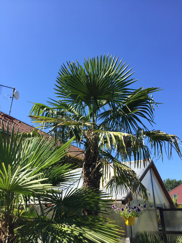 Trachycarpus fortunei, část 2 - Stránka 17 117240828-3313117488745798-7471661566385555879-n