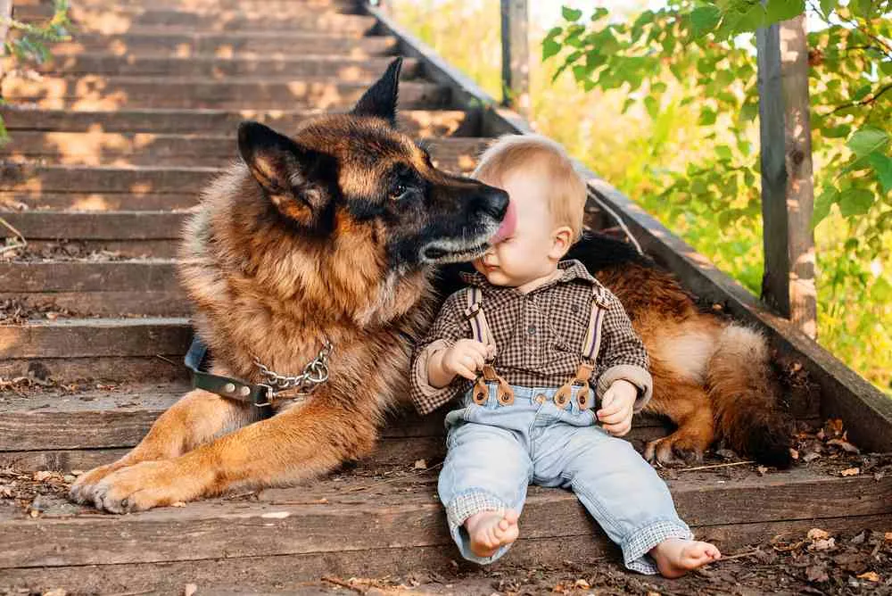 How to Keep Dogs Safe Outdoors