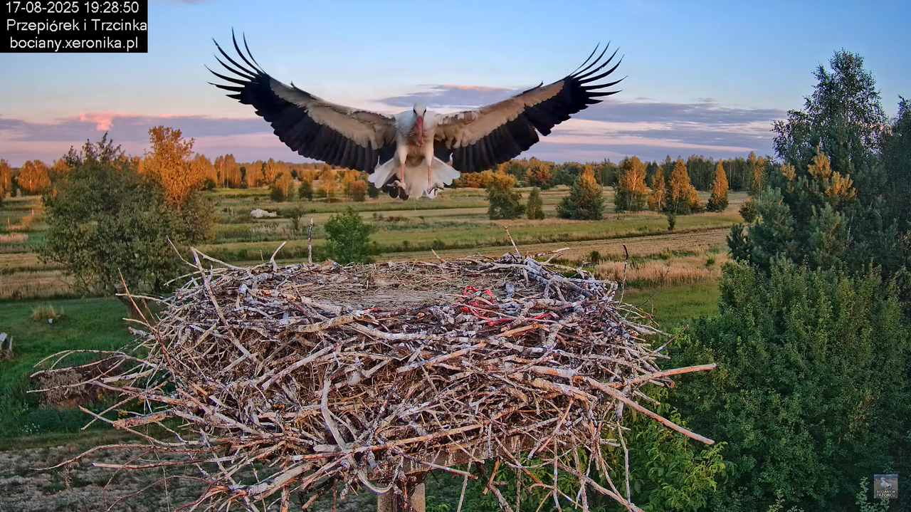 17082025bociany35