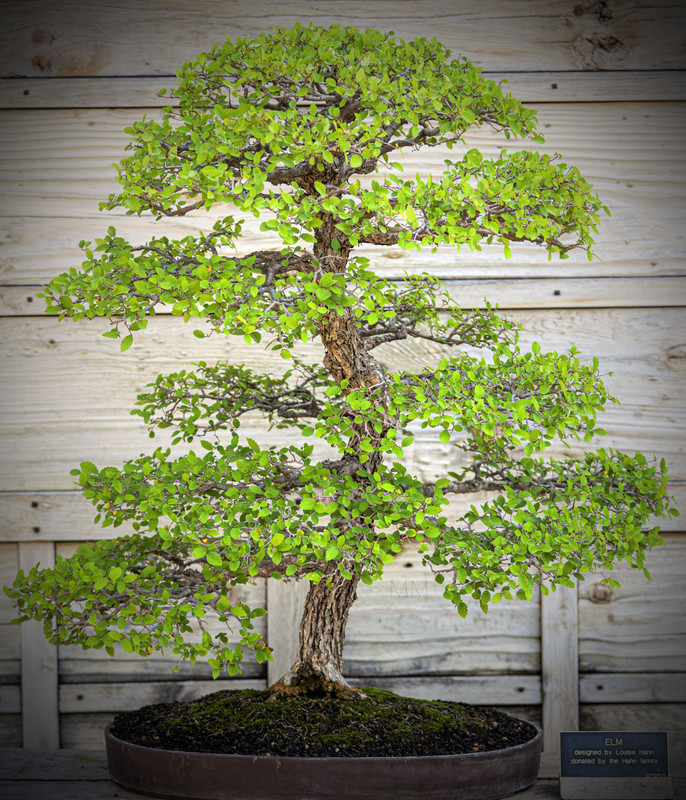 [Image: bonsai_13amm.jpg]