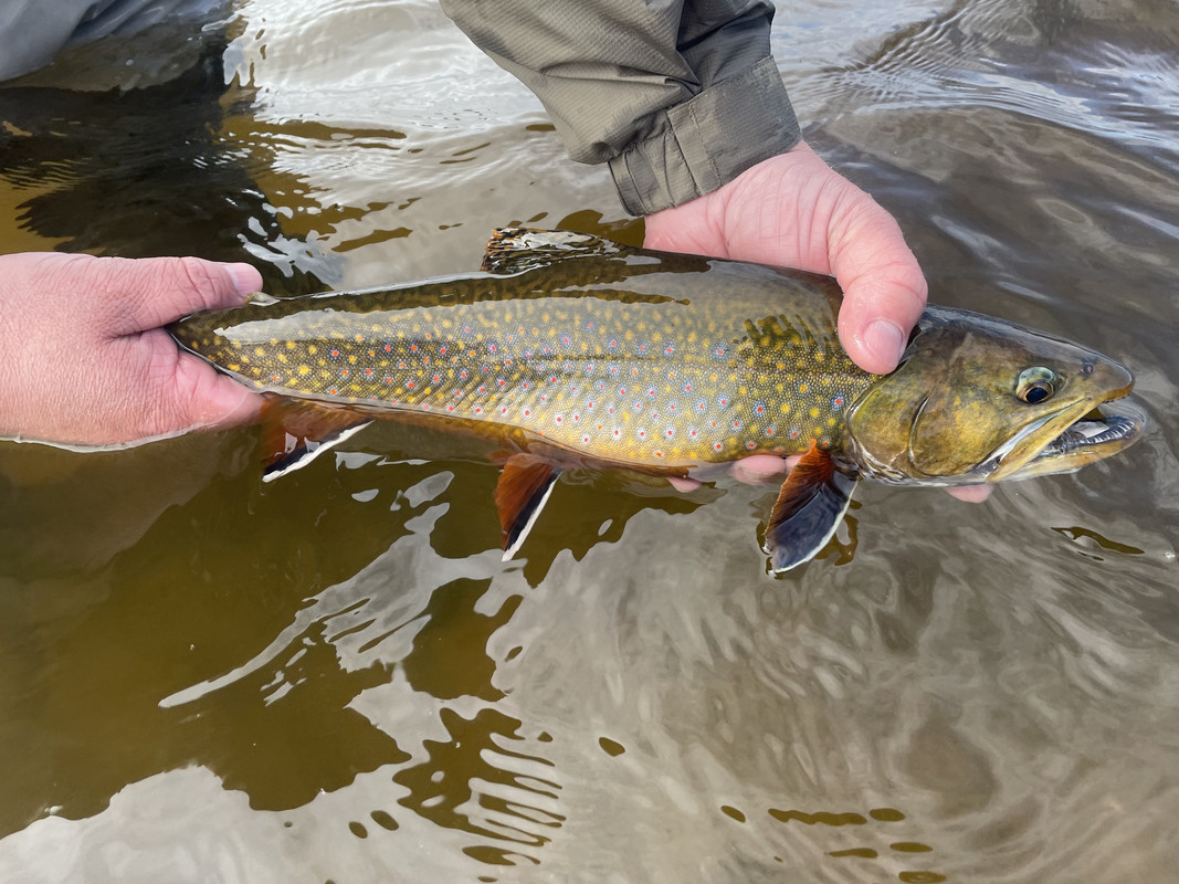 F9664EEA-1776-4A21-B608-3E01FF0B9FFA